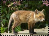 Fuchs1